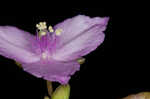 Florida scrub roseling